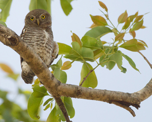 owl
